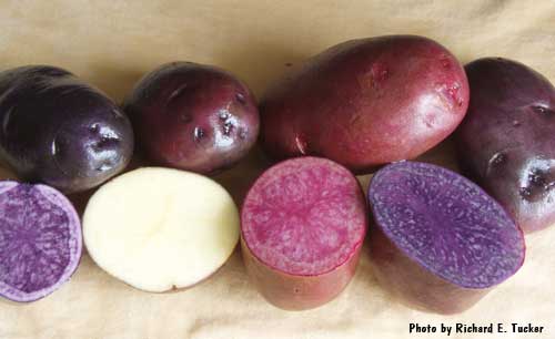 Colors - Speciality Varieties