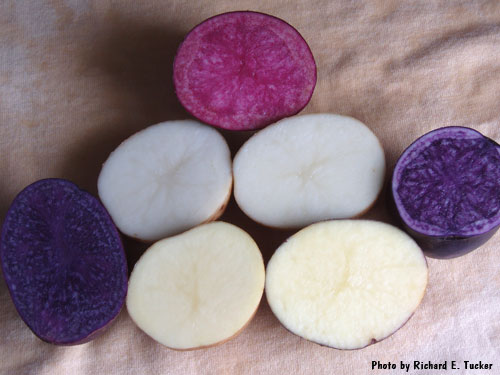 Color Comparison
